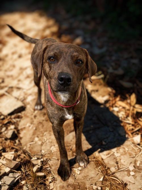 Little Swirl, a Adoptable Plott Hound in Chatham, VA image 2/3