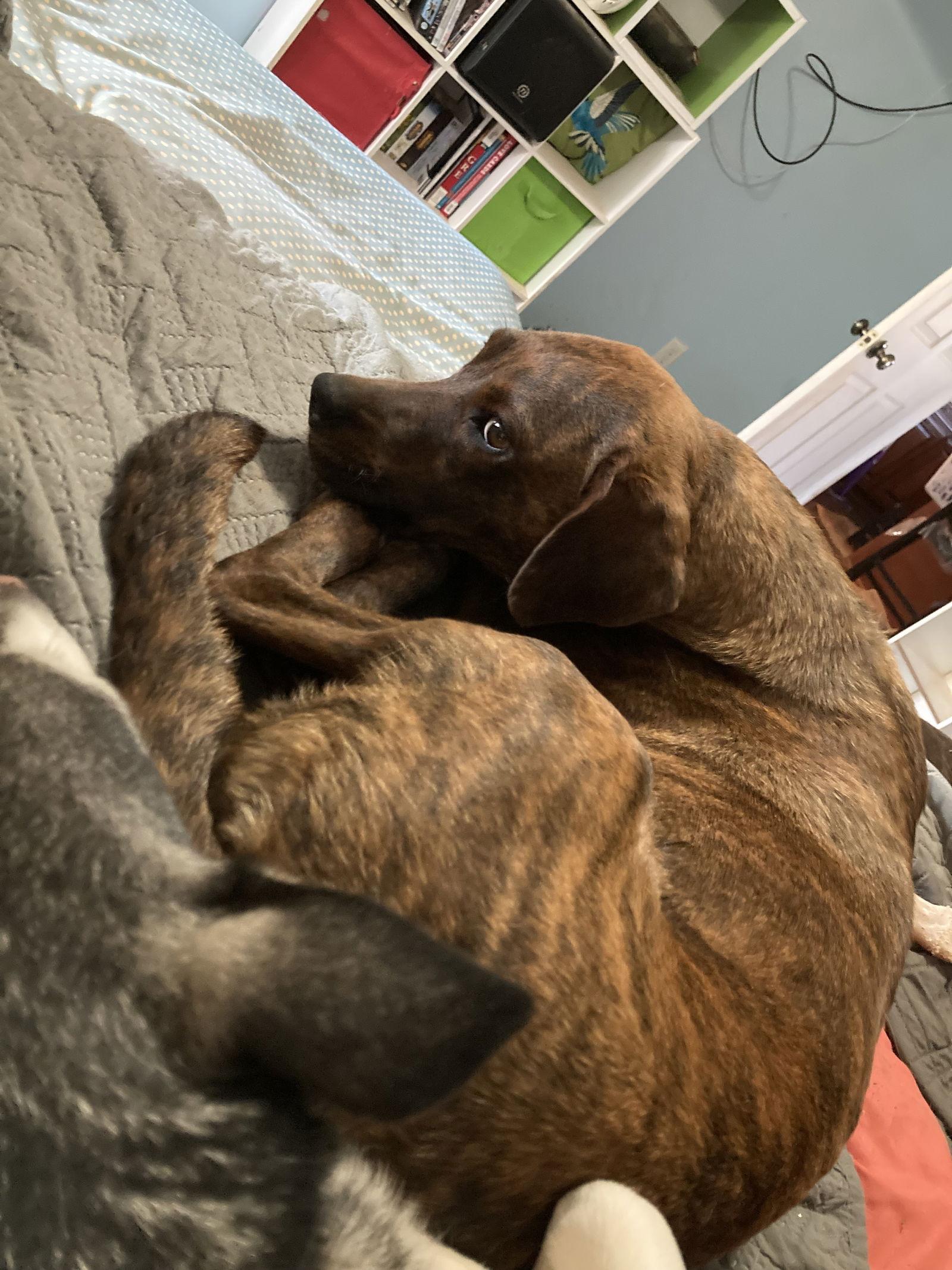Enlarge Little Swirl, a Adoptable Plott Hound in Chatham, VA image 3/3