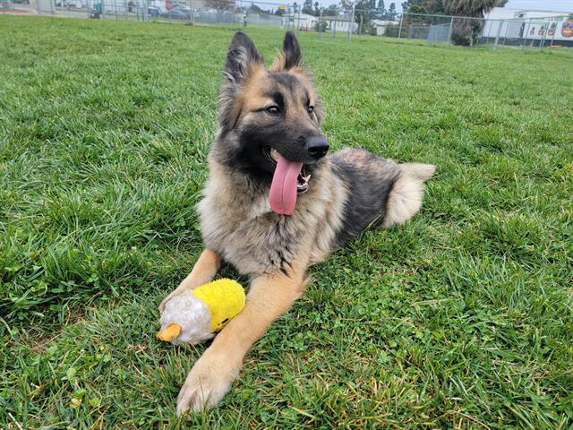 Enlarge KIERAN, a Adoptable German Shepherd Dog in Fairfield, CA image 1/1