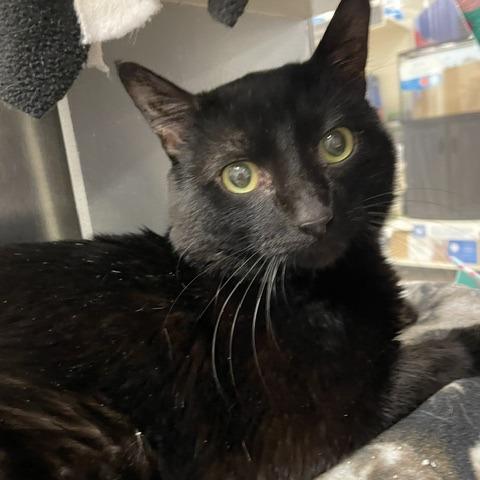 Kitt, Adoptable, Adult Male Domestic Short Hair.