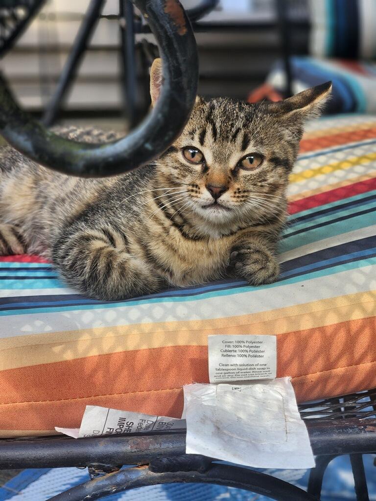 Stella & Bella, Adoptable, Young Female Tabby.