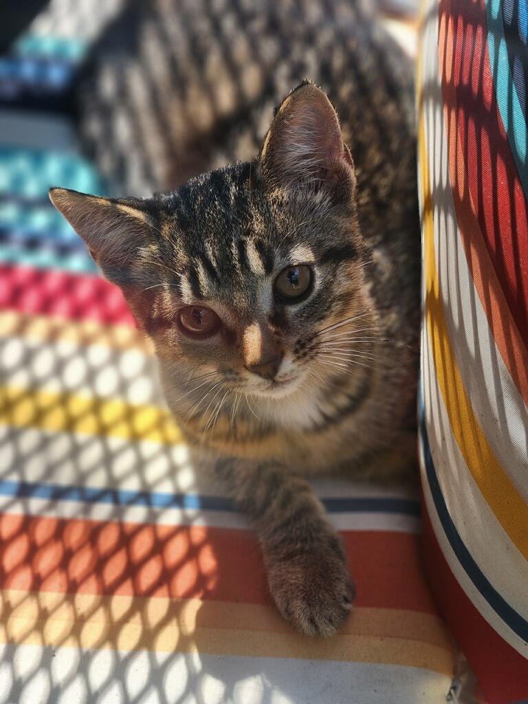 Stella & Bella, a Adoptable Tabby in Lebanon, KY image 2/5