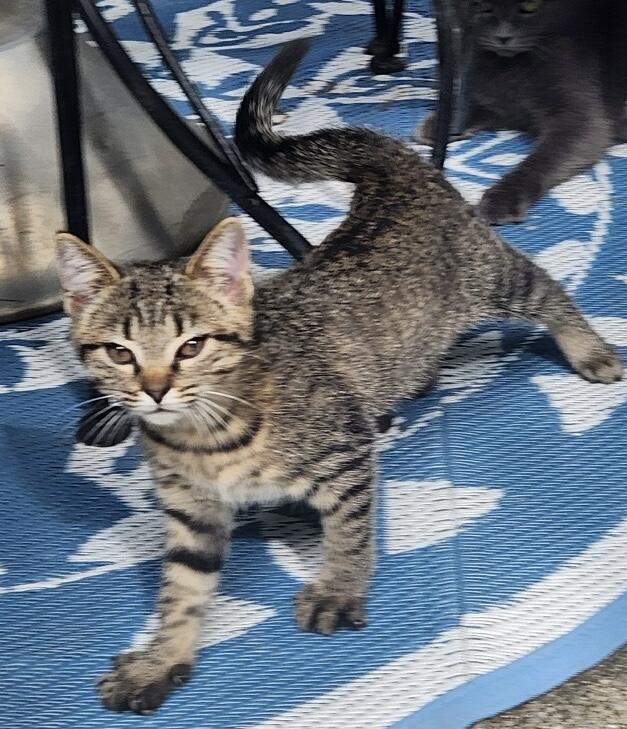 Stella & Bella, a Adoptable Tabby in Lebanon, KY image 3/5