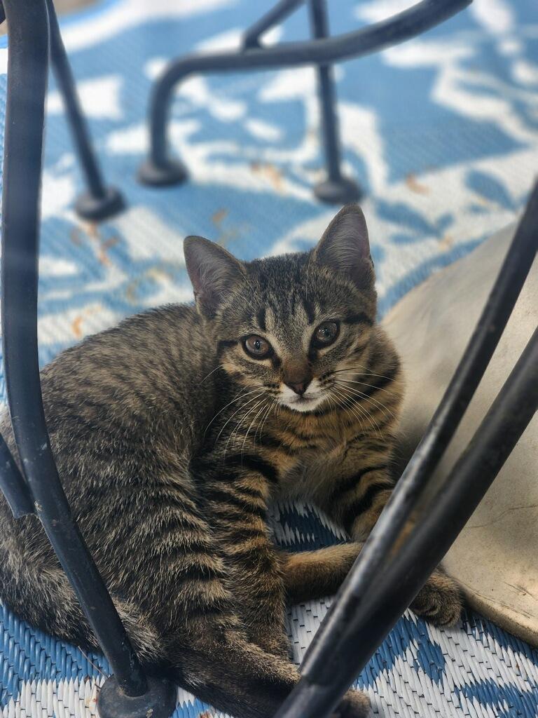 Stella & Bella, a Adoptable Tabby in Lebanon, KY image 4/5