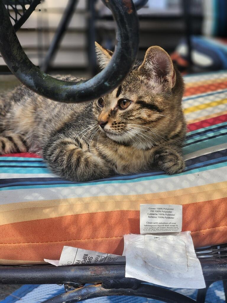 Stella & Bella, a Adoptable Tabby in Lebanon, KY image 5/5