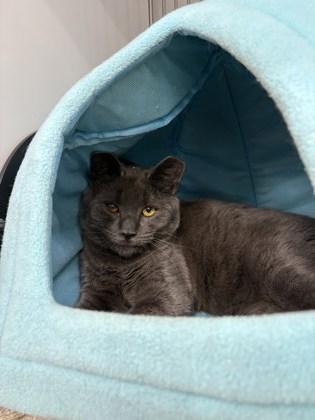 Enlarge Buckwheat, a Adoptable mixed breed in Elmira, NY image 1/1