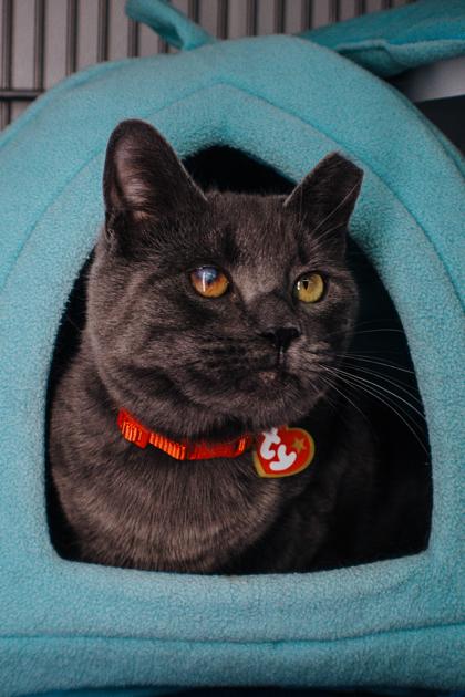 Enlarge Buckwheat, a Adoptable mixed breed in Elmira, NY image 2/2