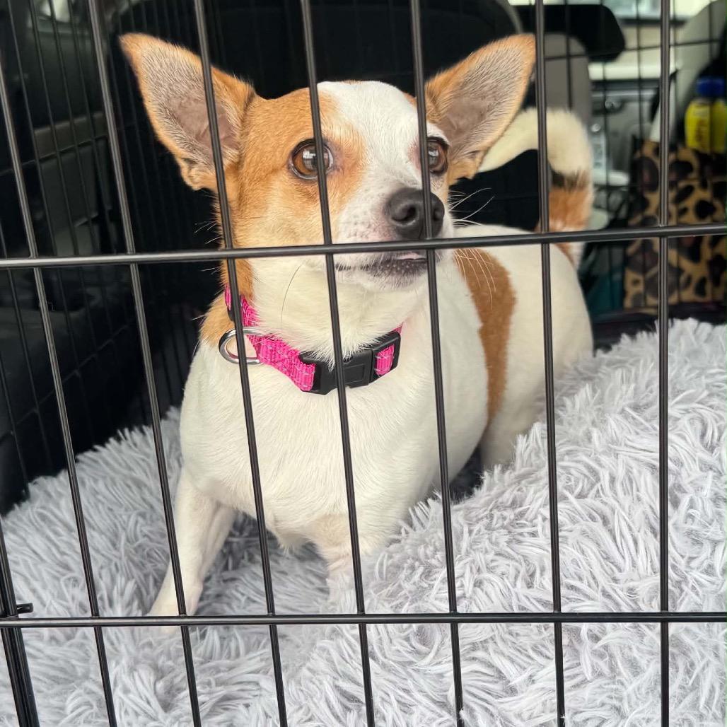 Darla in NH. Come Meet our Adoptable Dogs Wednesday-Saturday. More info in Bio, an adopted mixed breed in Manchester, NH image 2/5