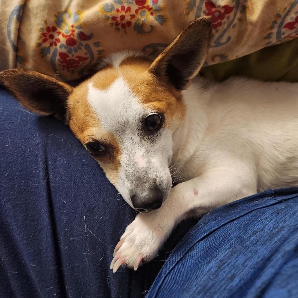 Darla in NH. Come Meet our Adoptable Dogs Wednesday-Saturday. More info in Bio, an adopted mixed breed in Manchester, NH image 5/5