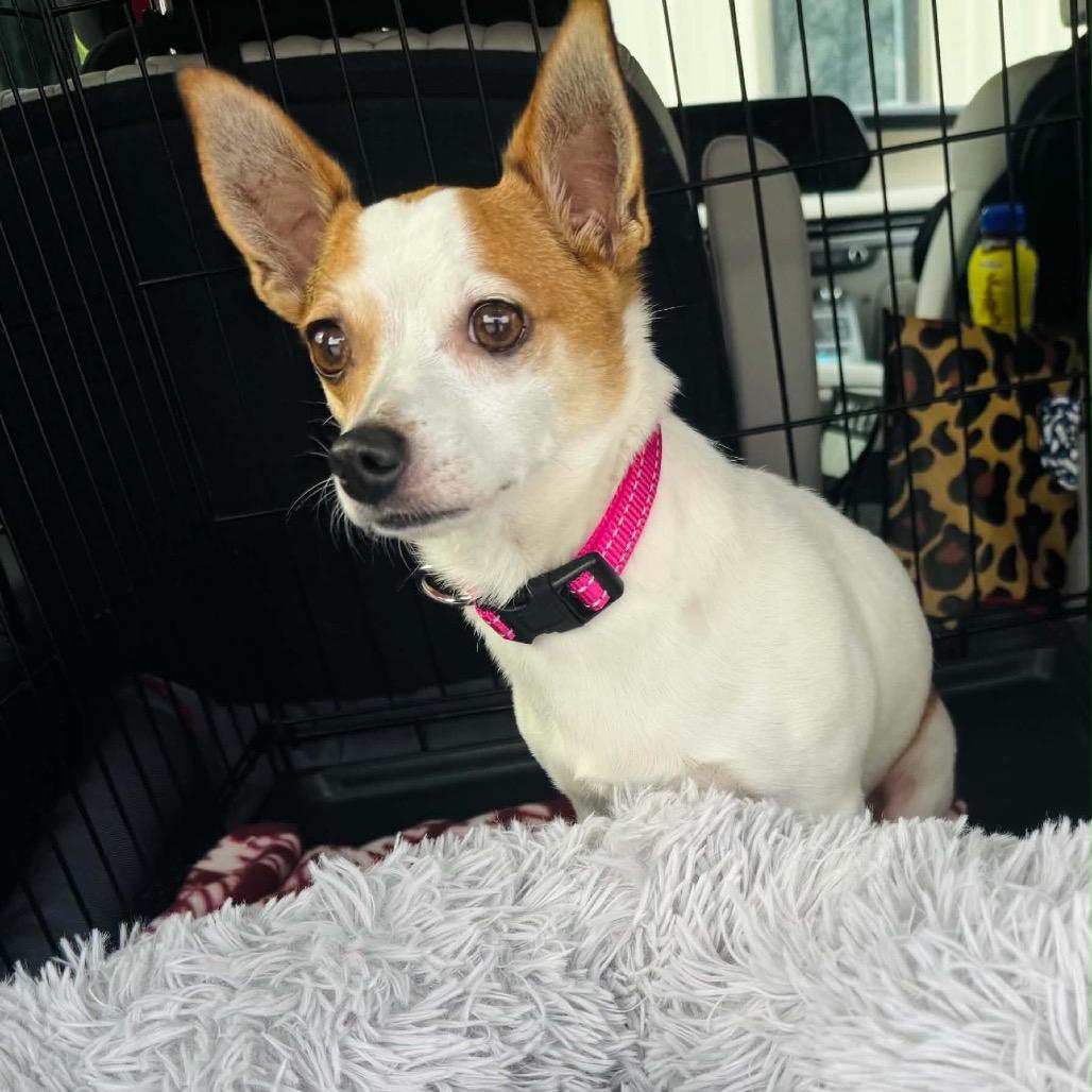 Darla in NH. Come Meet our Adoptable Dogs Wednesday-Saturday. More info in Bio, adopted, Adult Female Chihuahua.