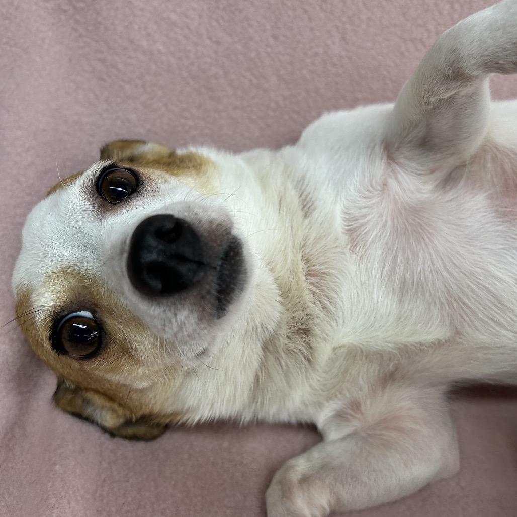 Darla in NH. Come Meet our Adoptable Dogs Wednesday-Saturday. More info in Bio, an adopted mixed breed in Manchester, NH image 4/5