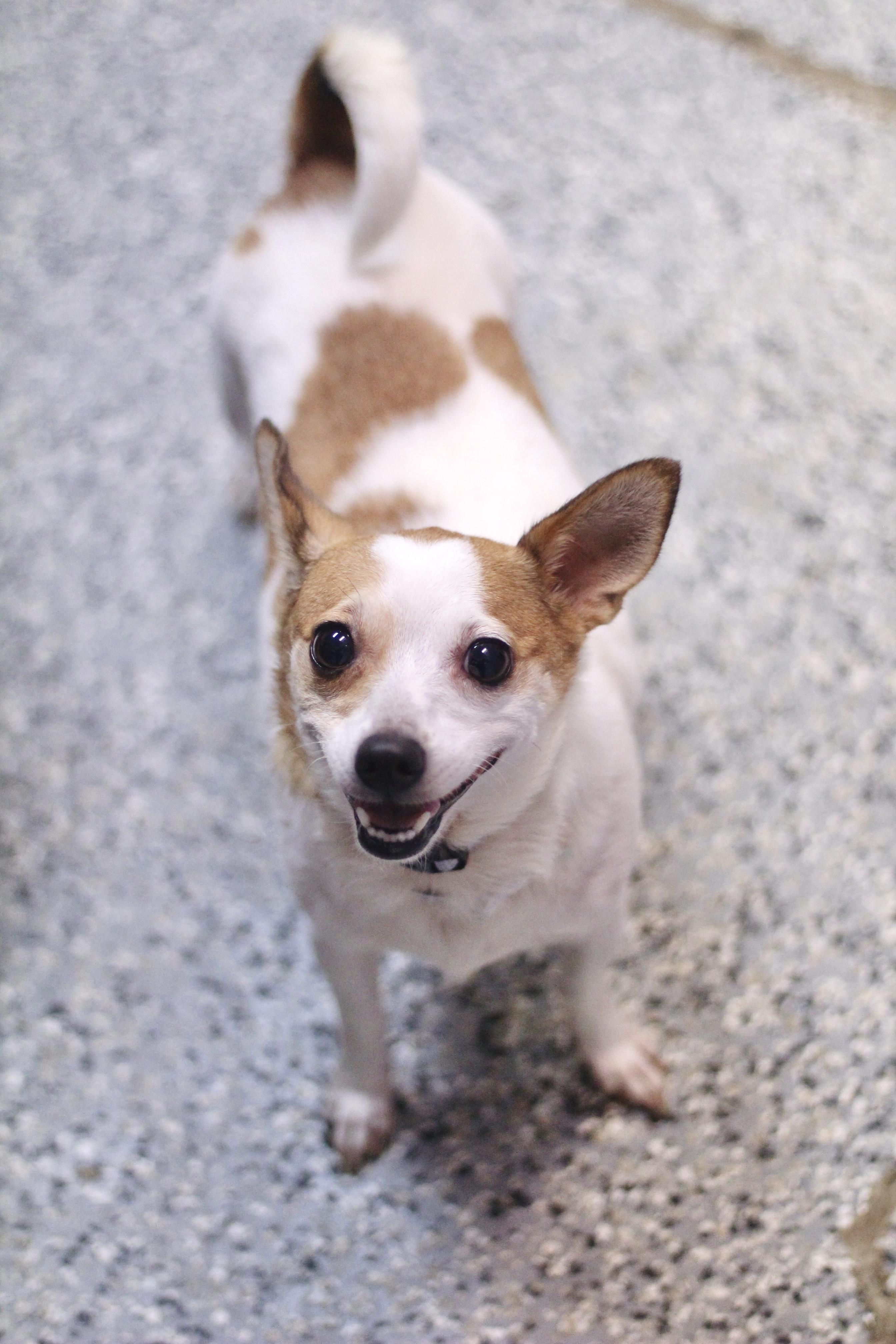 Darla in NH. Come Meet our Adoptable Dogs Wednesday-Saturday. More info in Bio, an adopted mixed breed in Manchester, NH image 3/5