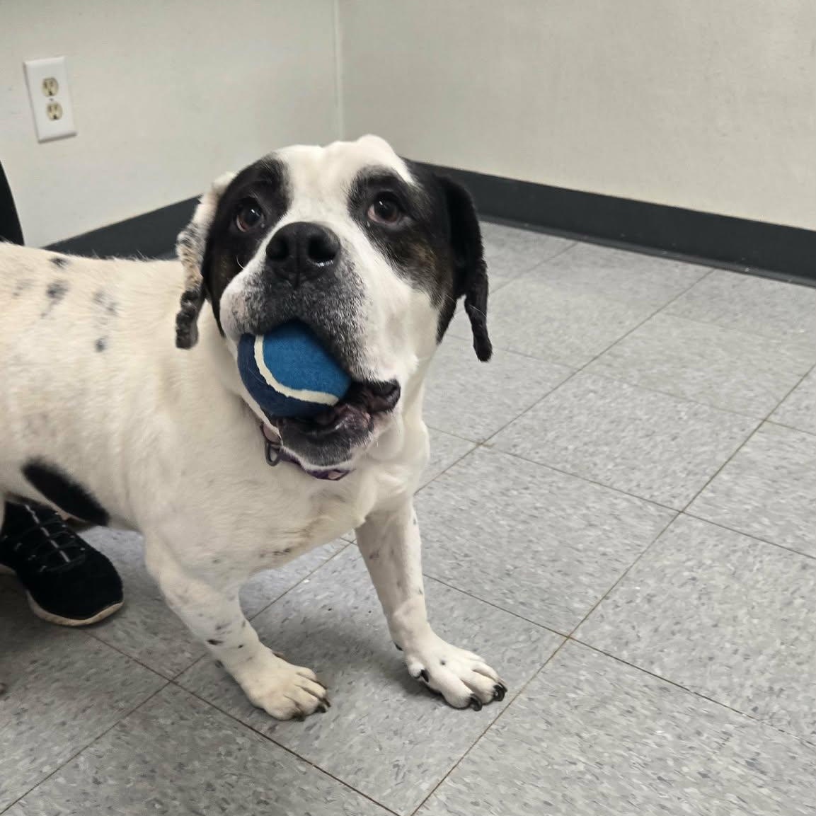 Enlarge Broccoli, an adoptable mixed breed in Martinsville, IN image 3/3