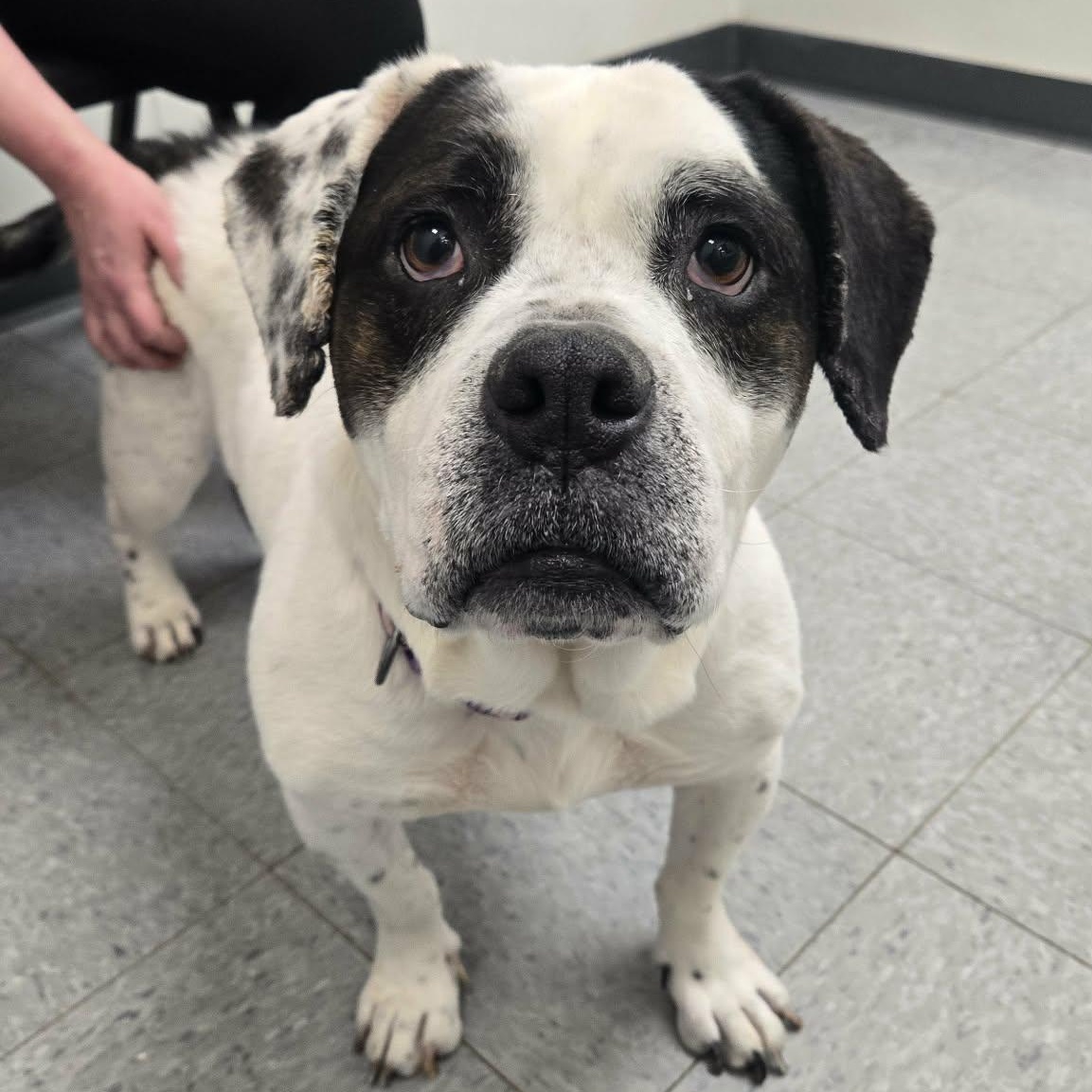 Enlarge Broccoli, an adoptable mixed breed in Martinsville, IN image 2/3