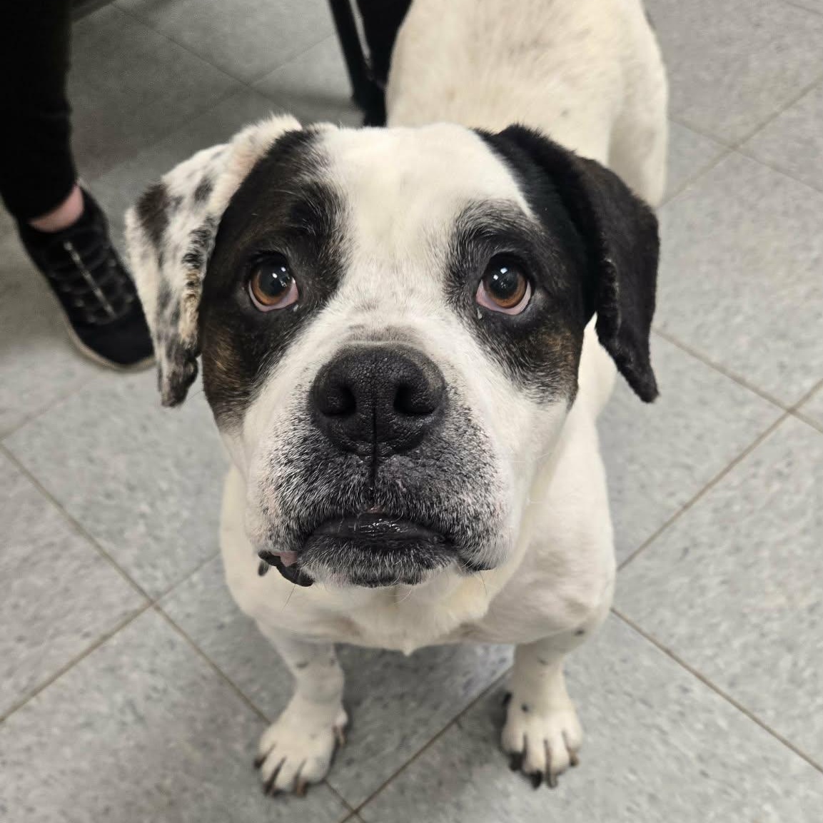 Broccoli, adoptable, Adult Female American Bully.