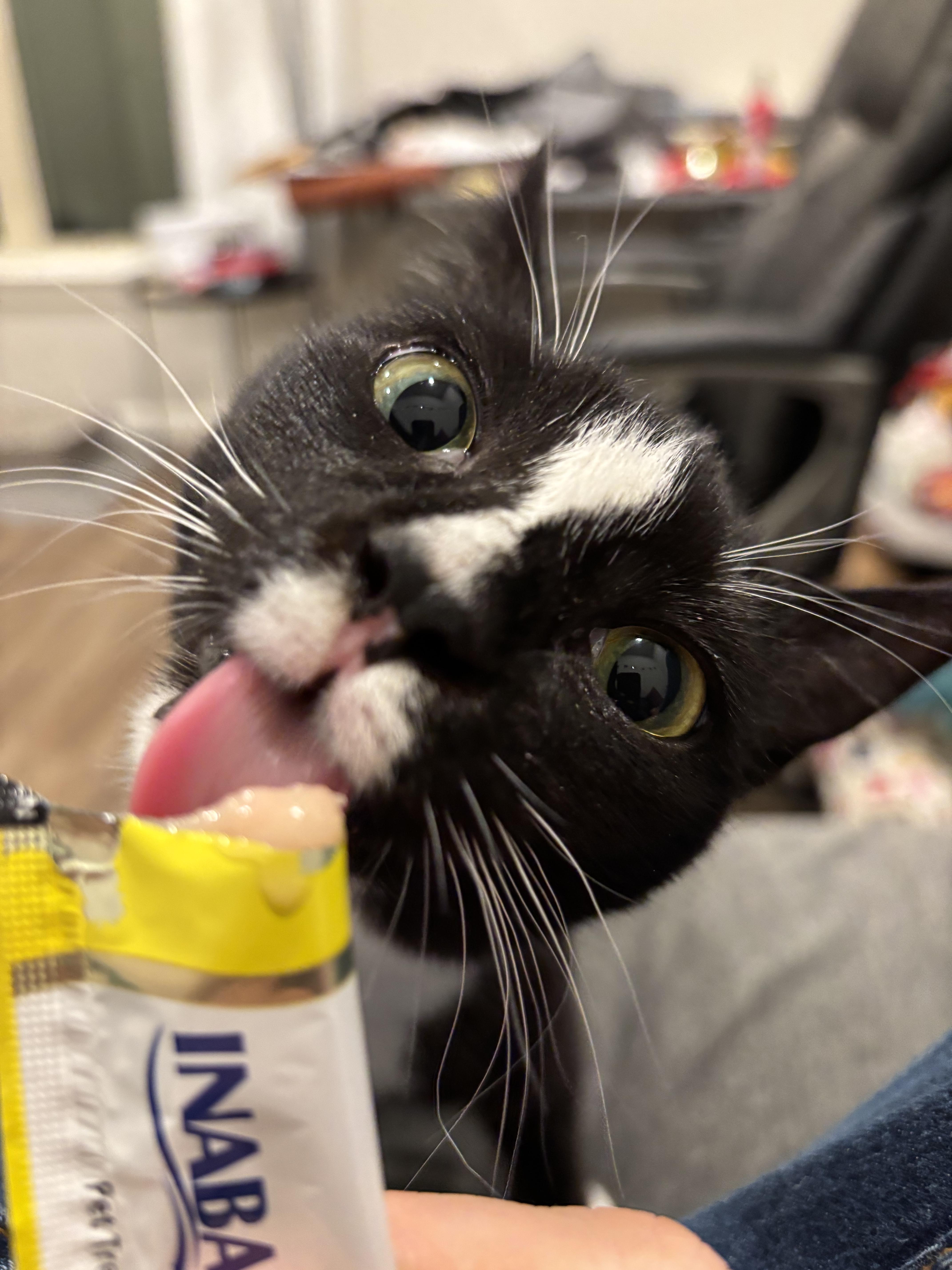 Enlarge Chutney, a Adopted Domestic Short Hair in Oak Ridge, TN image 1/6