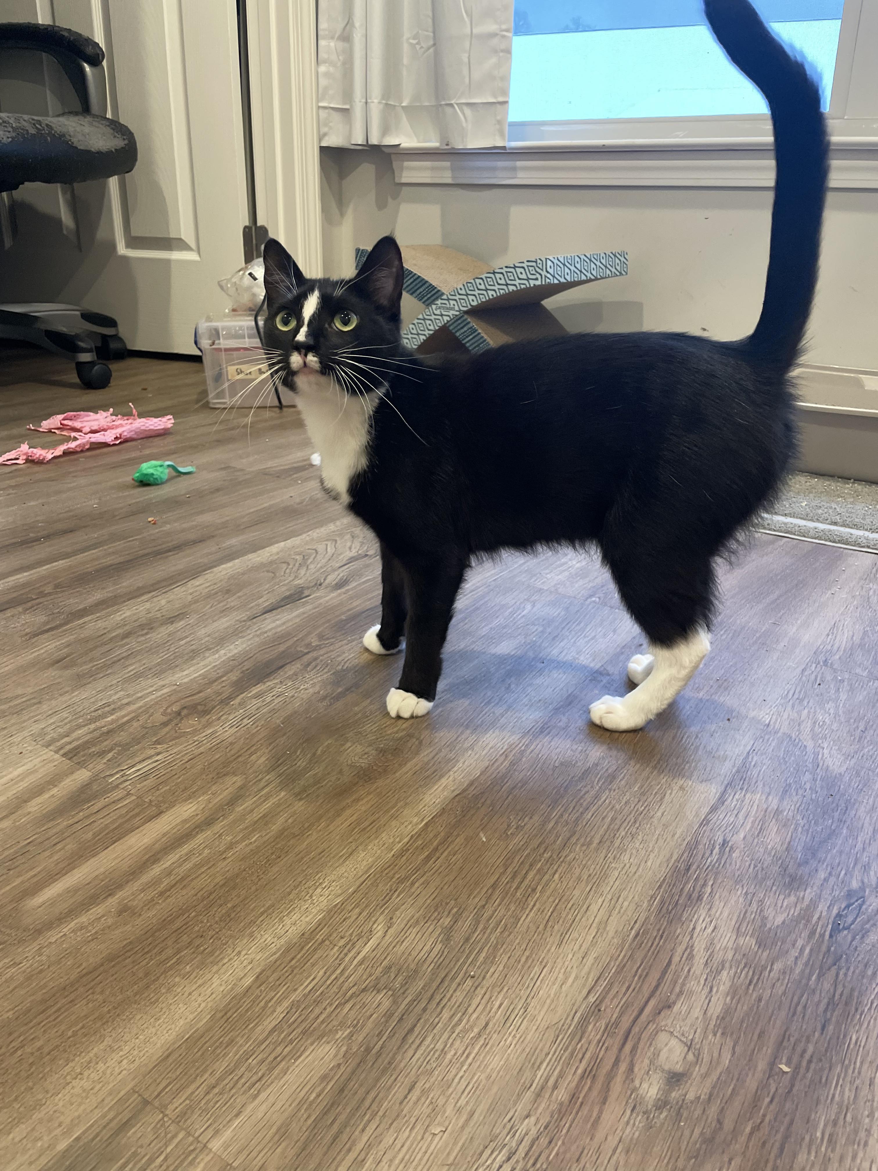 Enlarge Chutney, a Adopted Domestic Short Hair in Oak Ridge, TN image 3/6