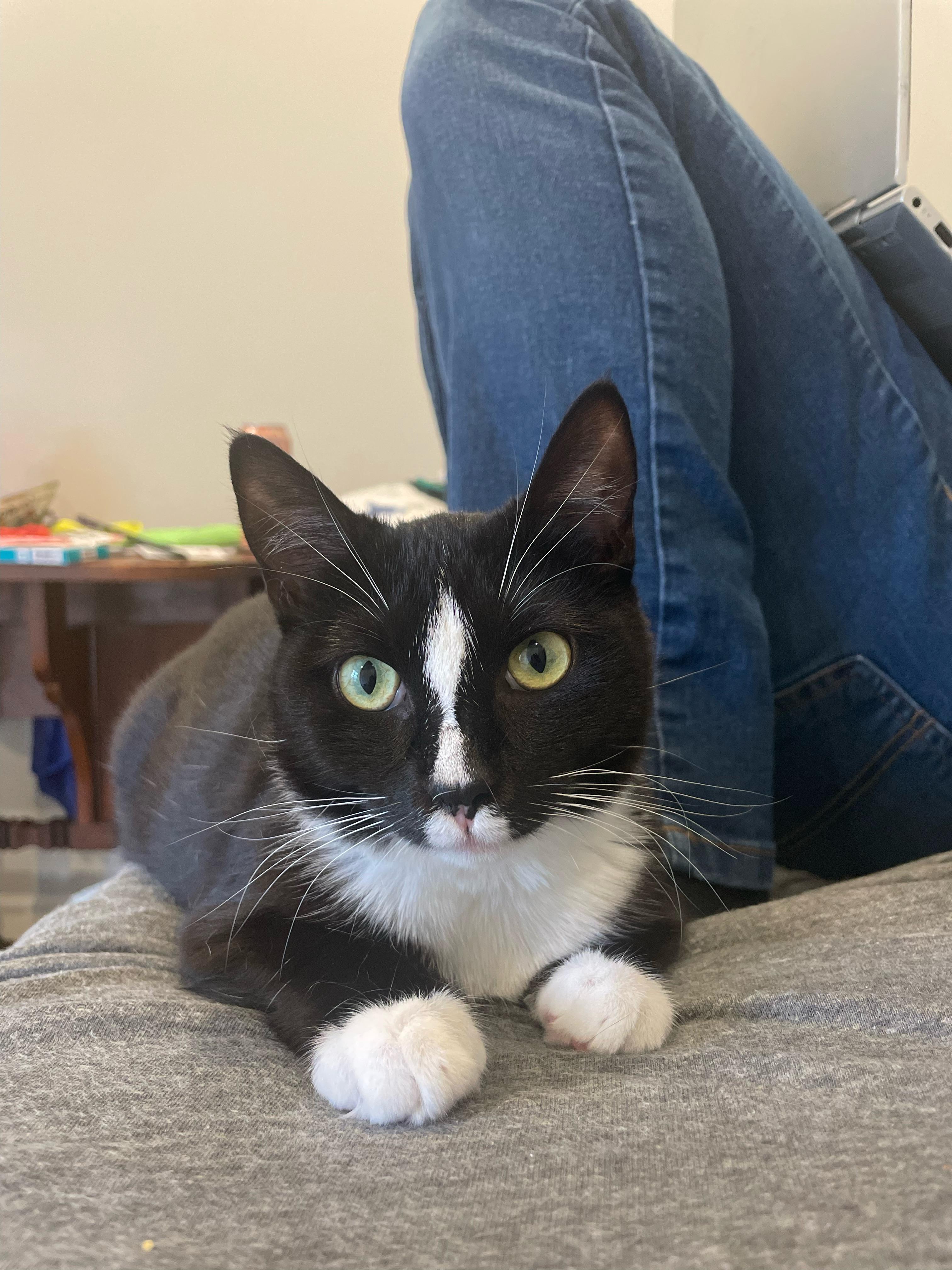 Enlarge Chutney, a Adopted Domestic Short Hair in Oak Ridge, TN image 4/6