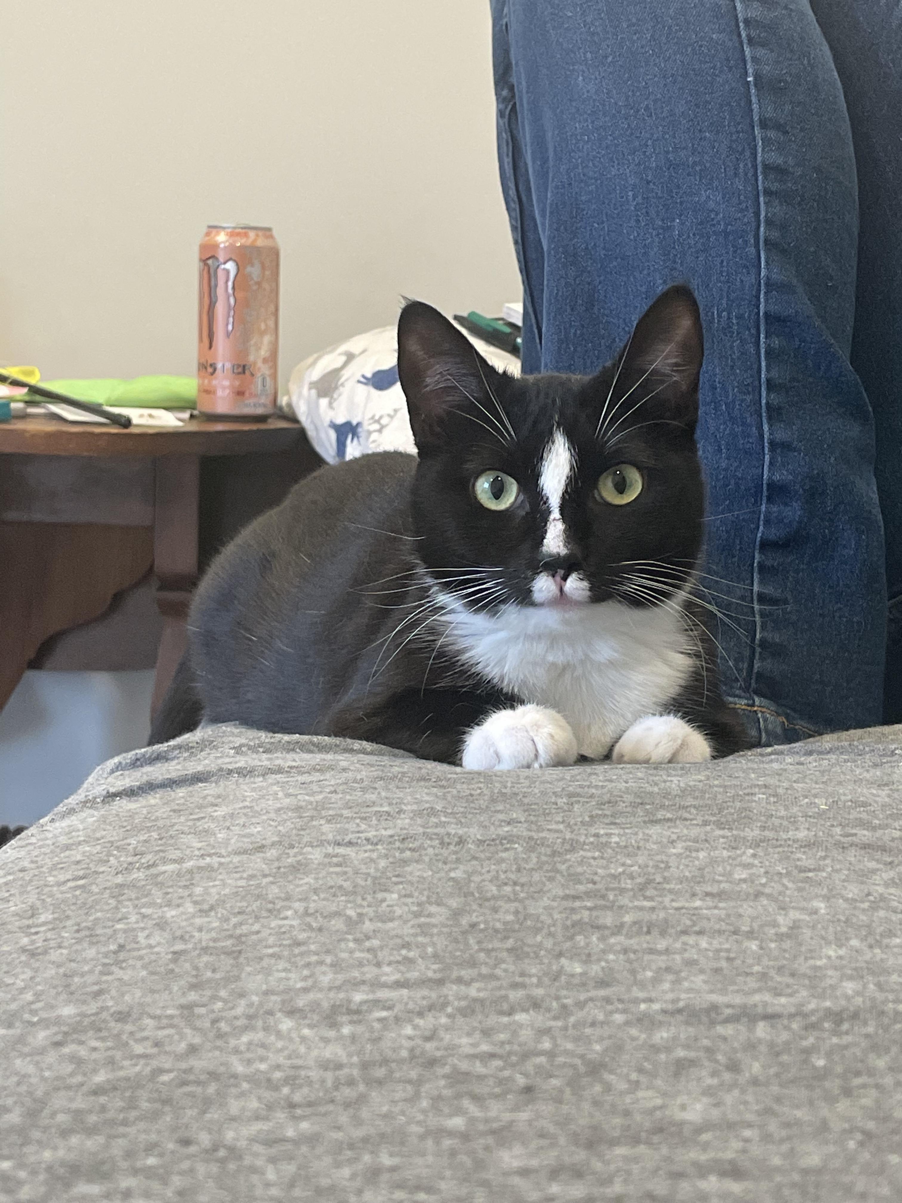 Enlarge Chutney, a Adopted Domestic Short Hair in Oak Ridge, TN image 6/6