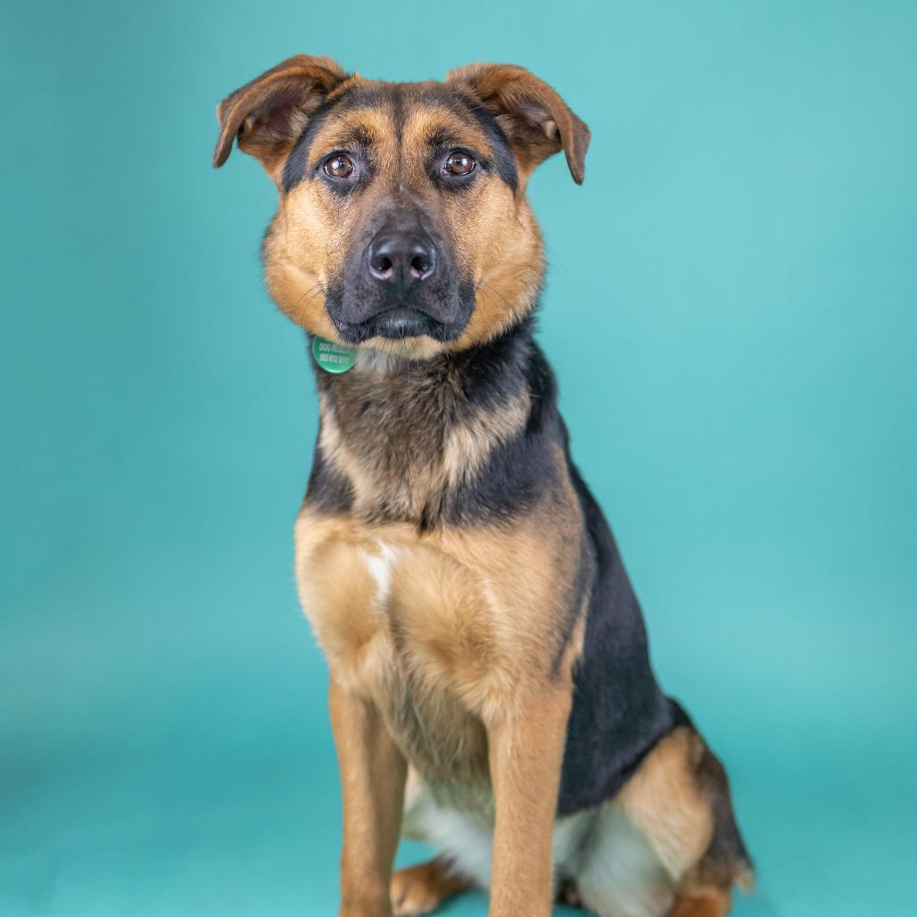 Deena, a Adoptable mixed breed in Portland, OR image 1/2
