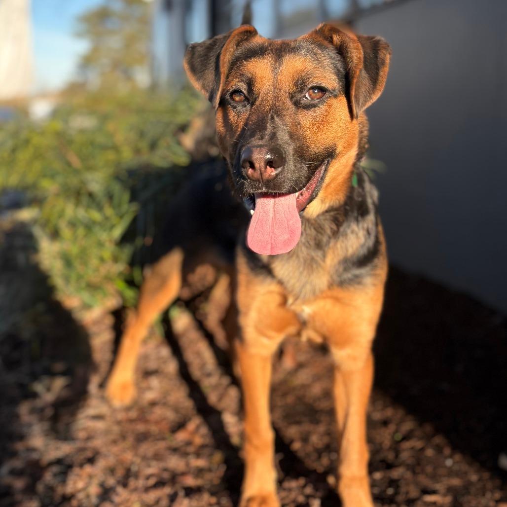 Deena, Adoptable, Young Female Shepherd & Mixed Breed.