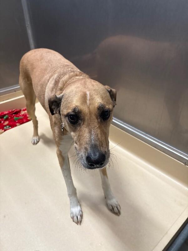 Sasha, Adoptable, Adult Female Black Mouth Cur.