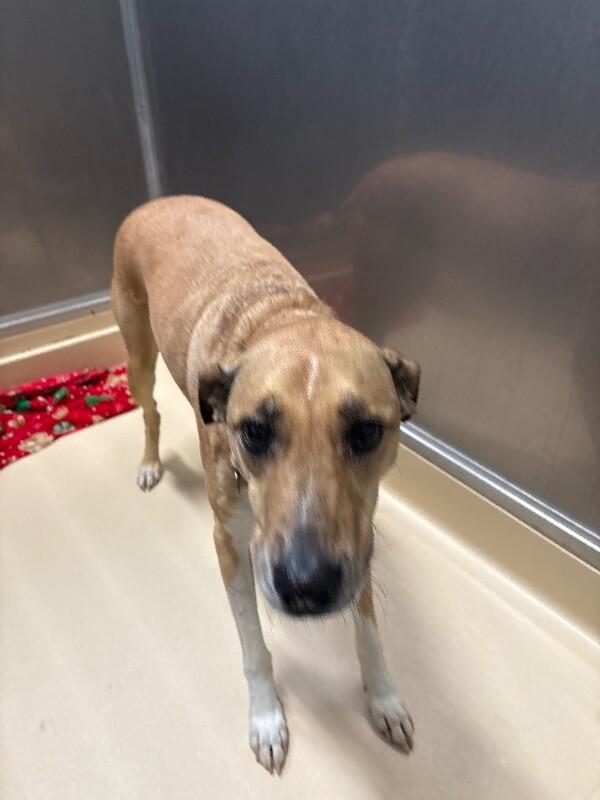 Enlarge Sasha, a Adoptable Black Mouth Cur in Burgaw, NC image 2/5