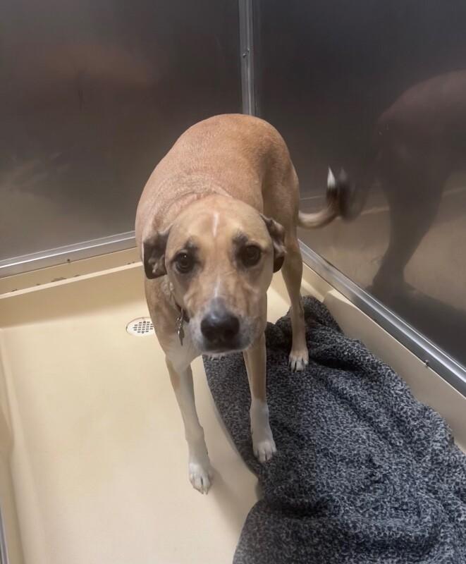 Enlarge Sasha, a Adoptable Black Mouth Cur in Burgaw, NC image 3/5