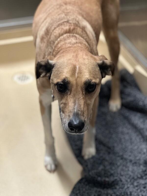 Enlarge Sasha, a Adoptable Black Mouth Cur in Burgaw, NC image 4/5