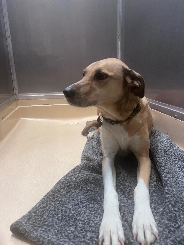 Enlarge Sasha, a Adoptable Black Mouth Cur in Burgaw, NC image 5/5