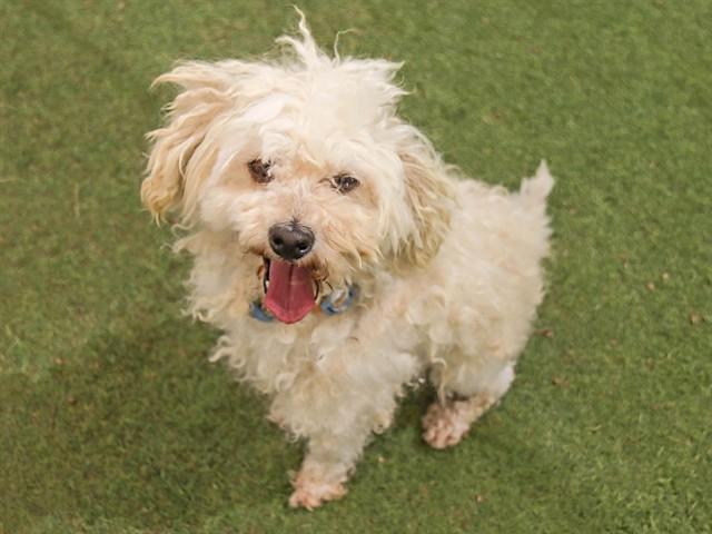 GOMEZ, Adoptable, Adult Male Poodle.