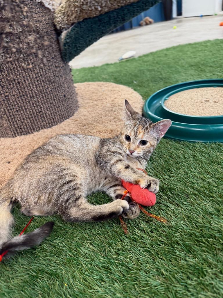 Fabuloso- WAIVED FEE, Adoptable, Kitten Female Domestic Short Hair.