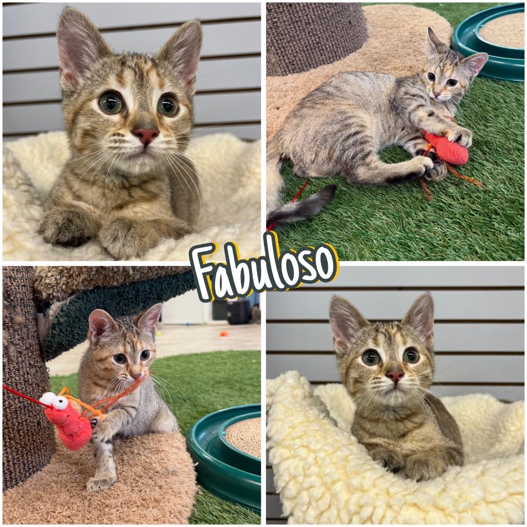 Enlarge Fabuloso- WAIVED FEE, a Adoptable mixed breed in Pierceton, IN image 2/6