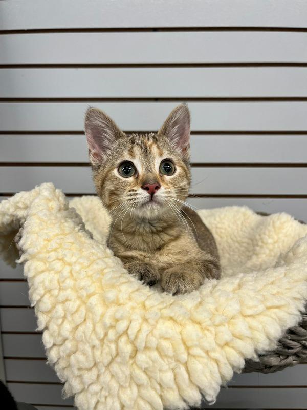 Enlarge Fabuloso- WAIVED FEE, a Adoptable mixed breed in Pierceton, IN image 3/6