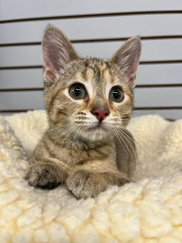 Enlarge Fabuloso- WAIVED FEE, a Adoptable mixed breed in Pierceton, IN image 4/6
