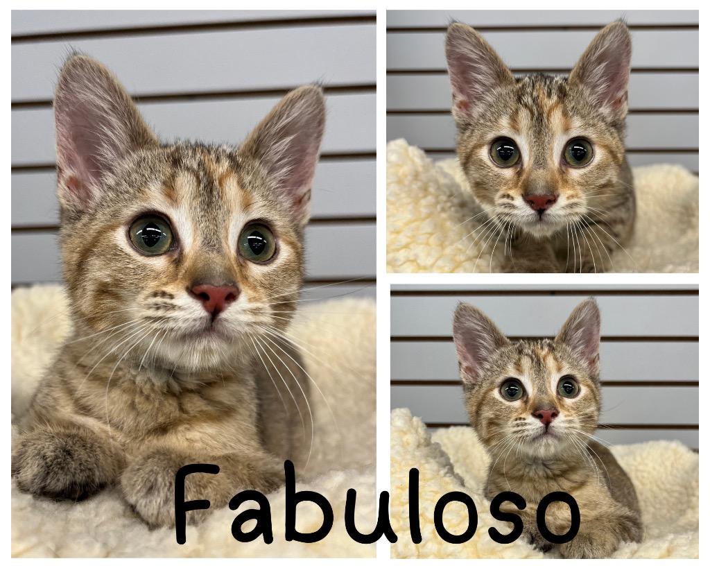 Enlarge Fabuloso- WAIVED FEE, a Adoptable mixed breed in Pierceton, IN image 5/6