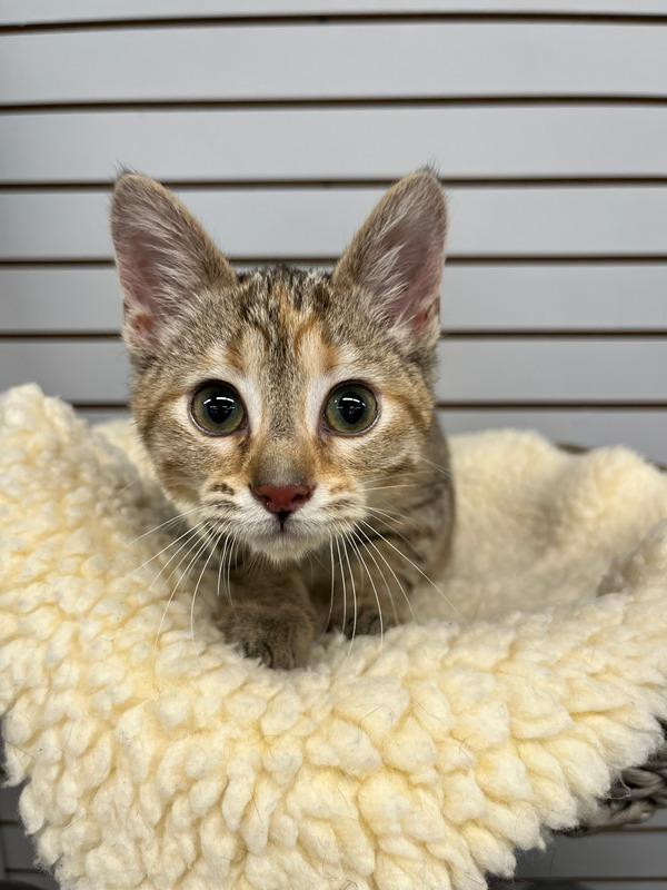 Enlarge Fabuloso- WAIVED FEE, a Adoptable mixed breed in Pierceton, IN image 6/6
