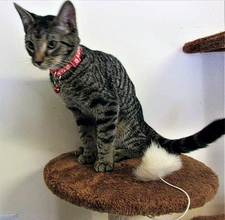 6363 Naomi, Adoptable, Adult Female Domestic Short Hair & Tabby.