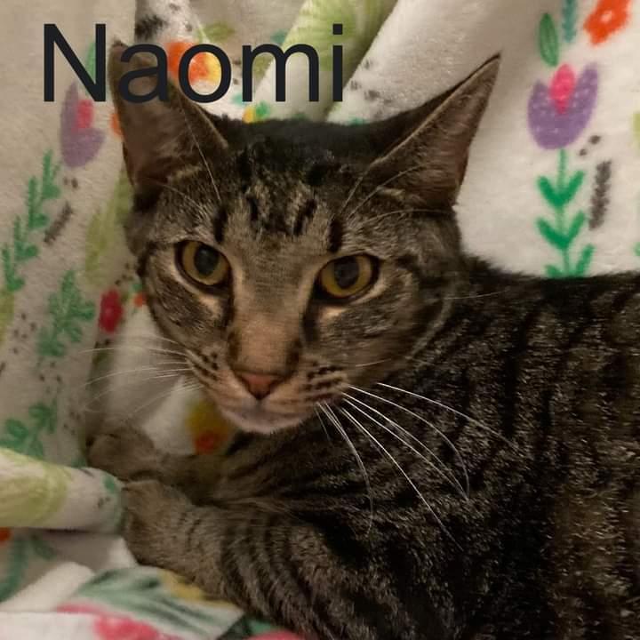 Enlarge 6363 Naomi, a Adoptable mixed breed in Hartwell, GA image 3/4