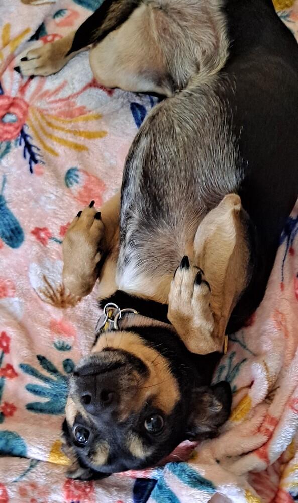 Coco, Adoptable, Adult Female Chihuahua.