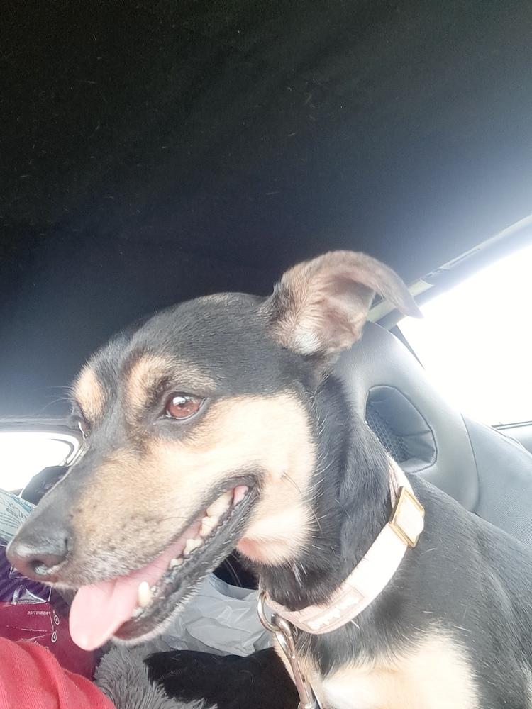 Coco, a Adoptable Chihuahua in Wendell, NC image 2/5