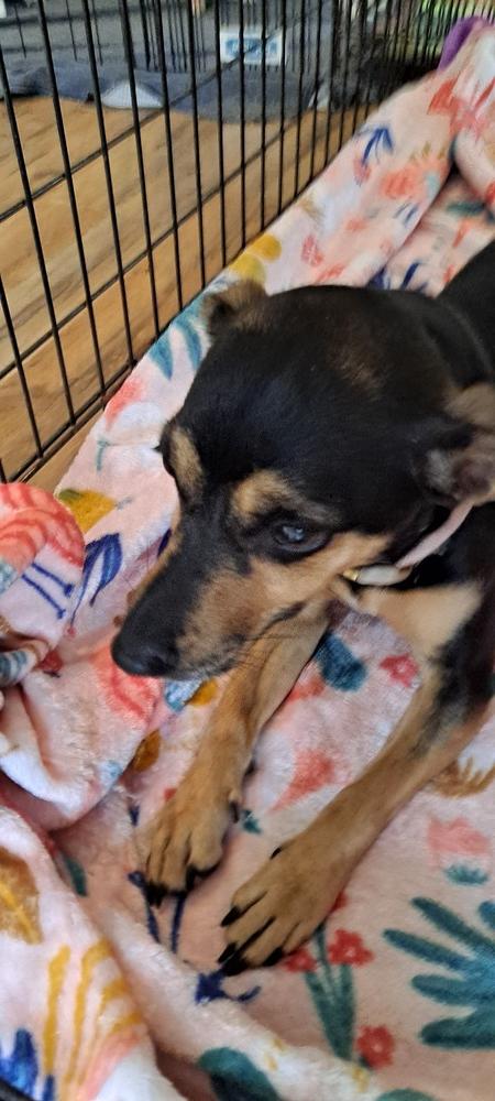 Coco, a Adoptable Chihuahua in Wendell, NC image 3/5