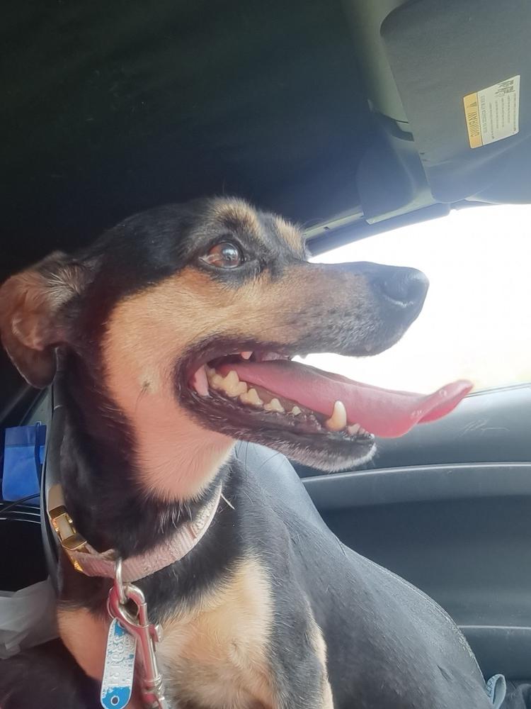 Coco, a Adoptable Chihuahua in Wendell, NC image 4/5