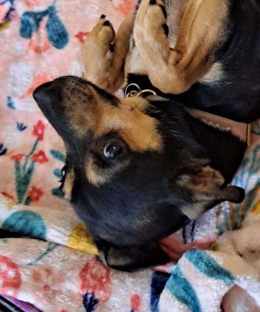 Coco, a Adoptable Chihuahua in Wendell, NC image 5/5