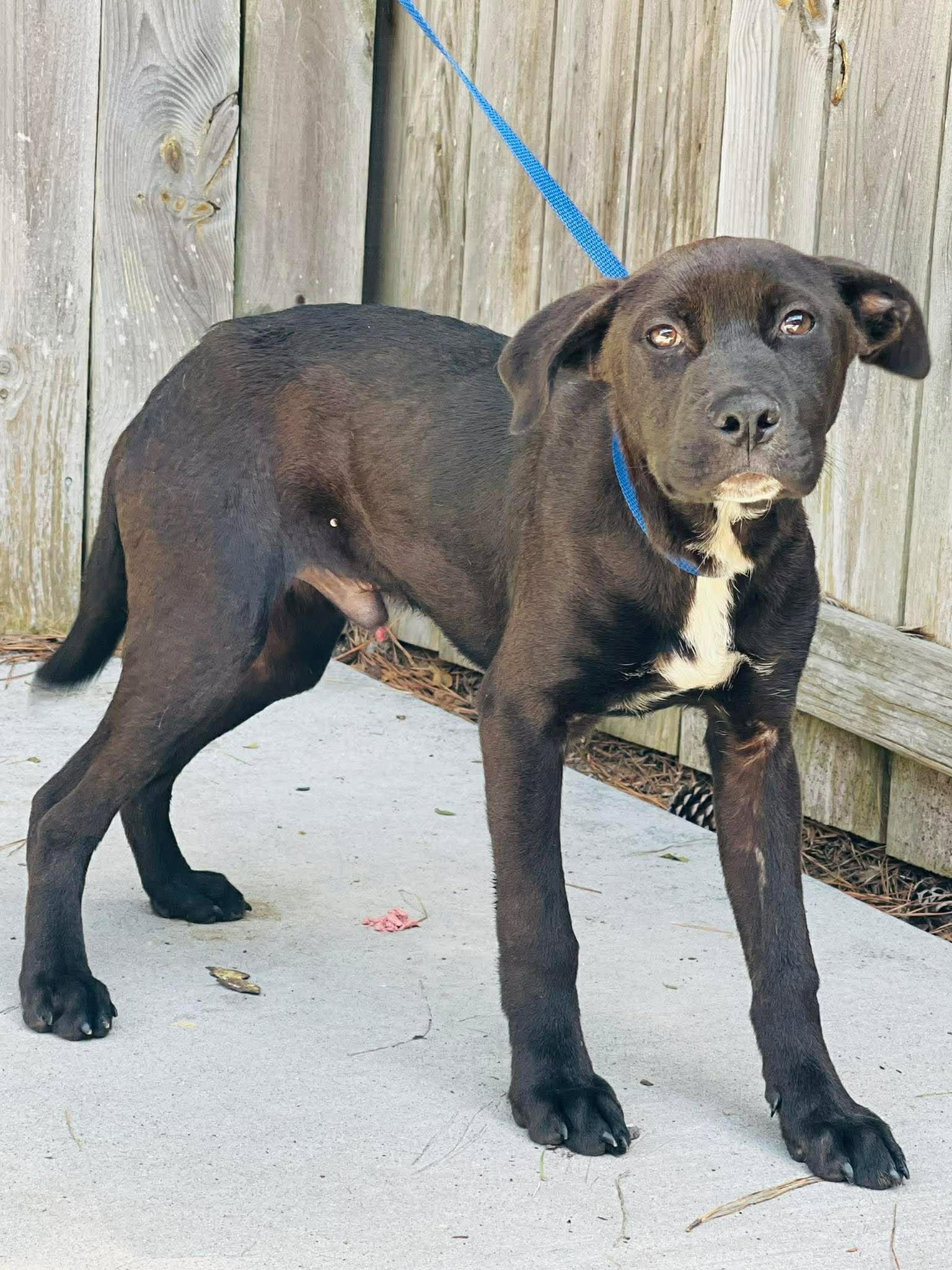 AC-4748 "Tuck", ADOPTABLE, Young Male Pit Bull Terrier & Black Labrador Retriever.