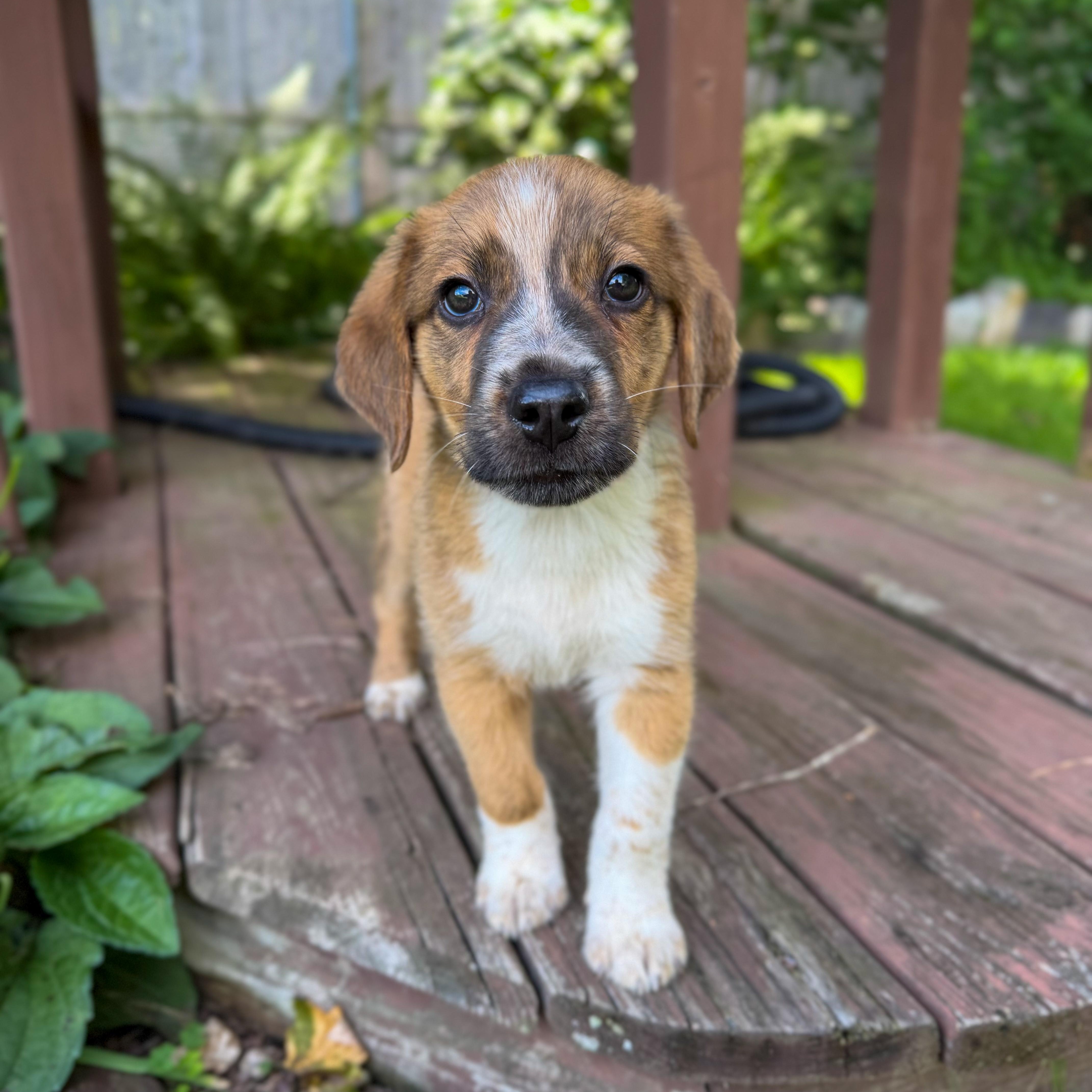 Enlarge Buck, a Adopted Mixed Breed in Yaphank, NY image 2/6