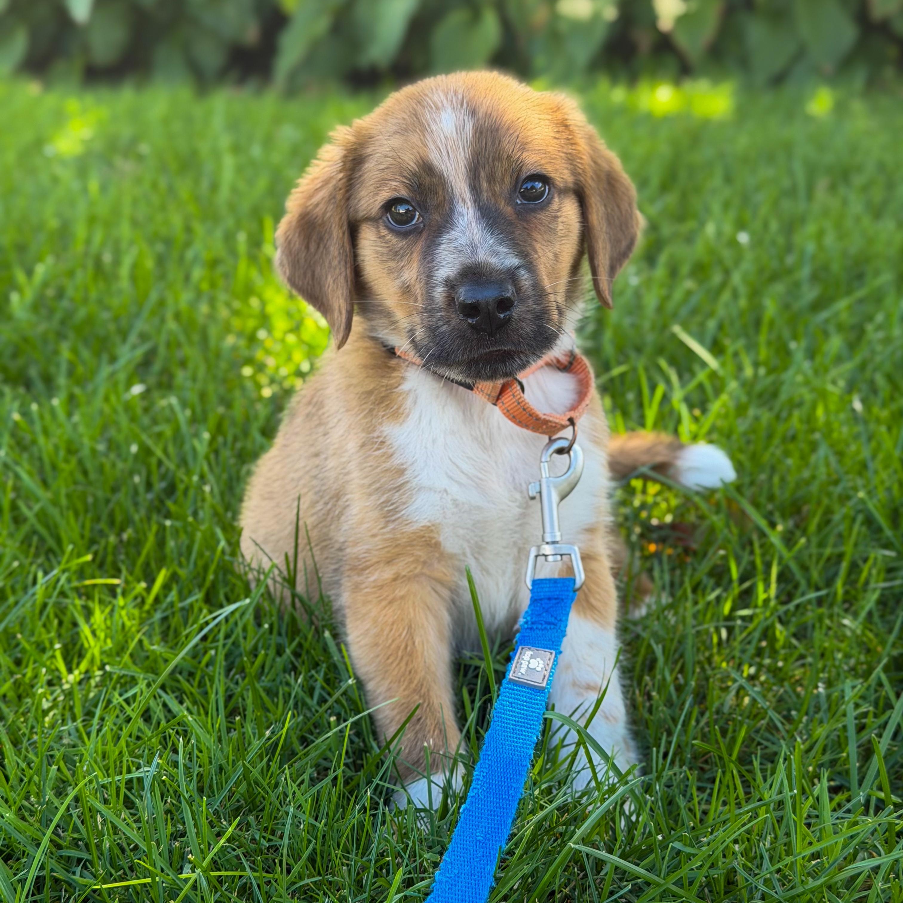 Buck, Adopted, Puppy Male Mixed Breed.