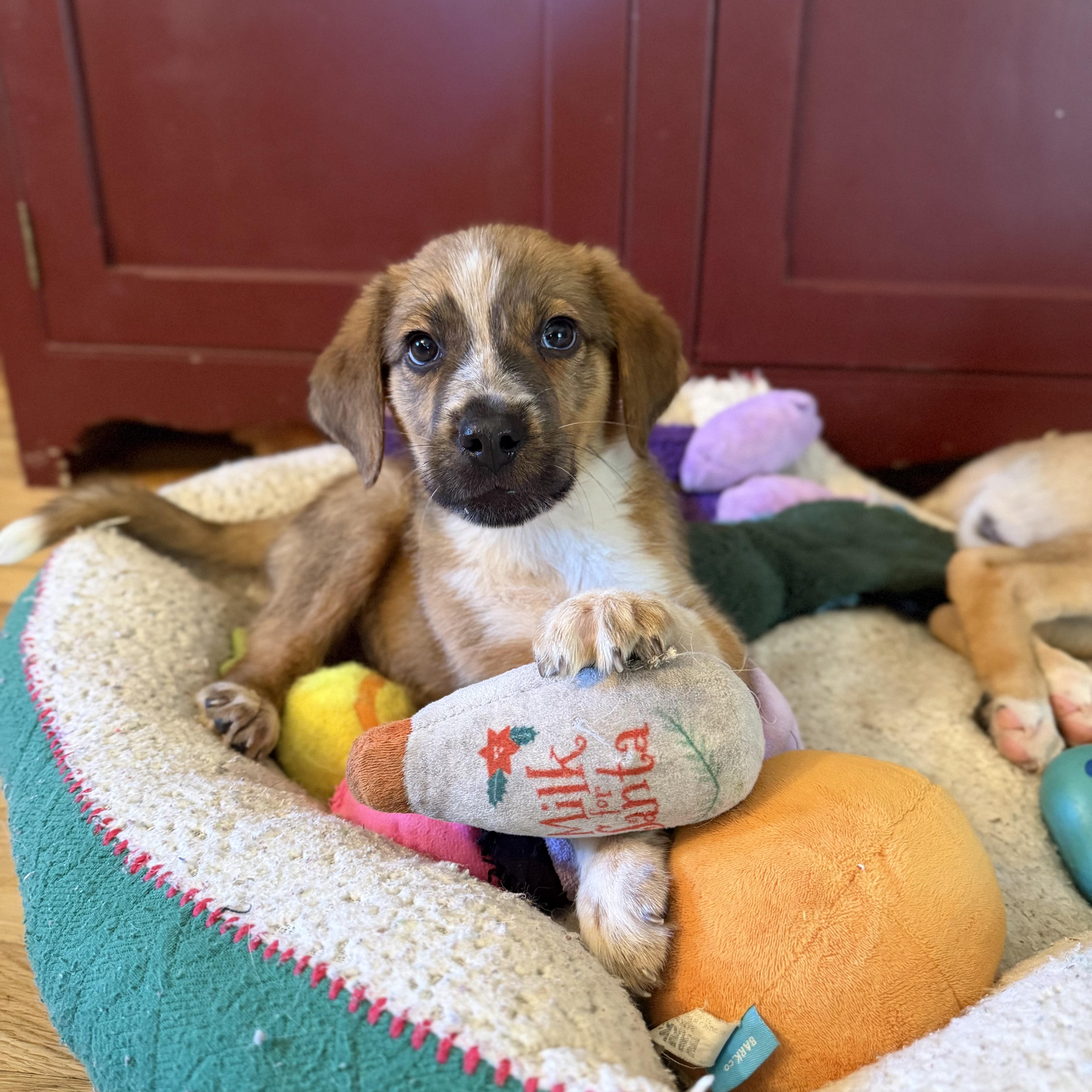 Enlarge Buck, a Adopted Mixed Breed in Yaphank, NY image 3/6