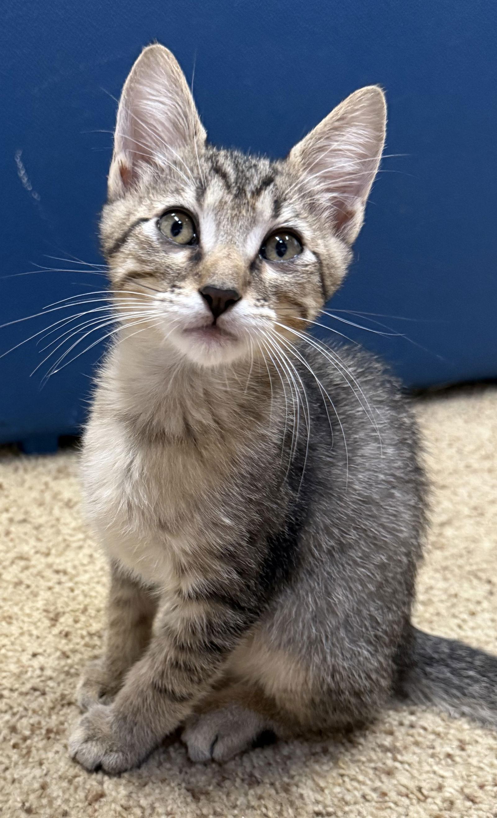 Belle & Ted - Sweet & Silly, Adoptable, Kitten Female Tabby & Domestic Short Hair.
