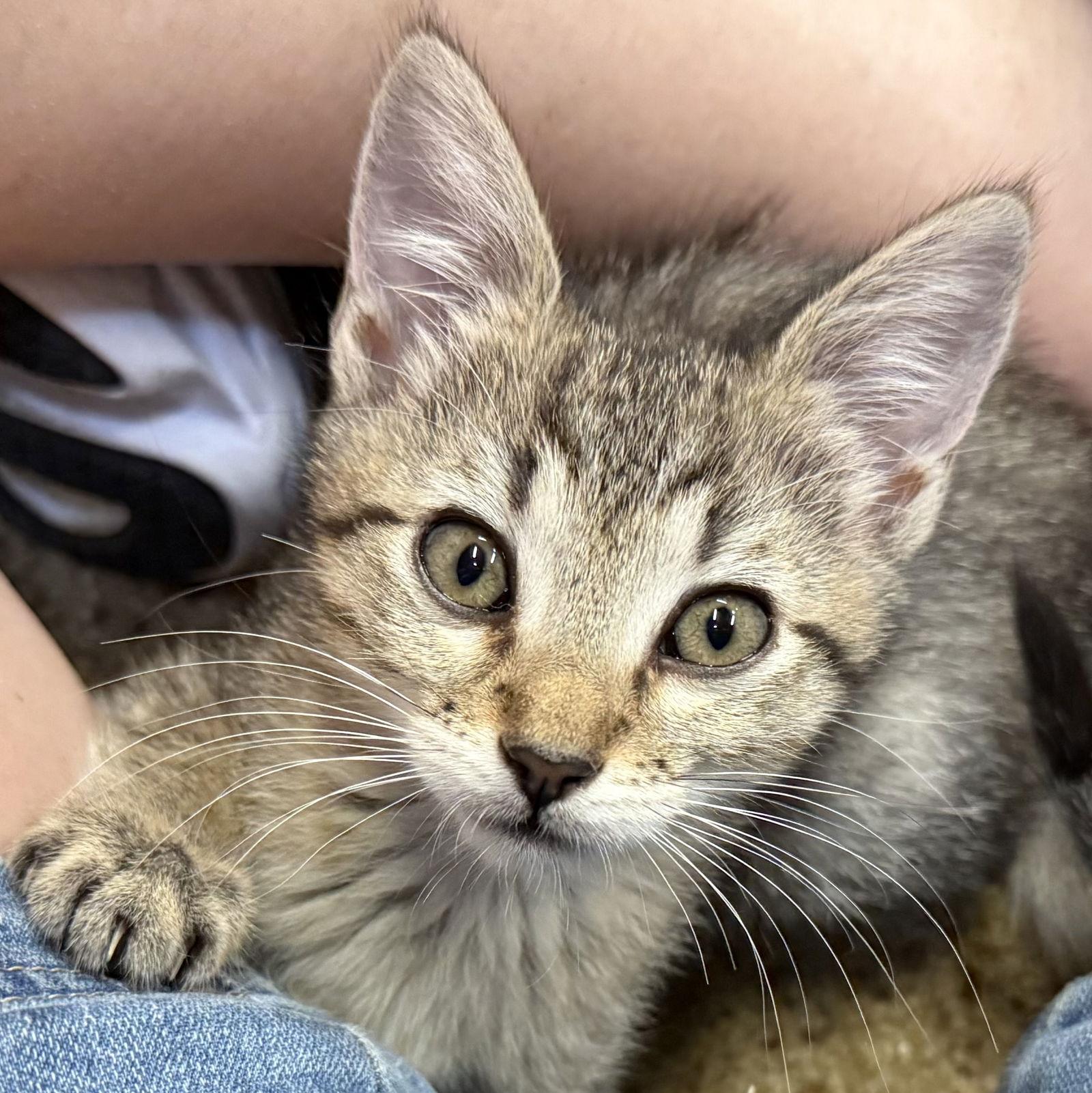Enlarge Belle & Ted - Sweet & Silly, a Adoptable mixed breed in San Luis Obispo, CA image 1/2